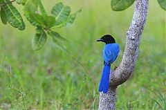 Yucatan Jay